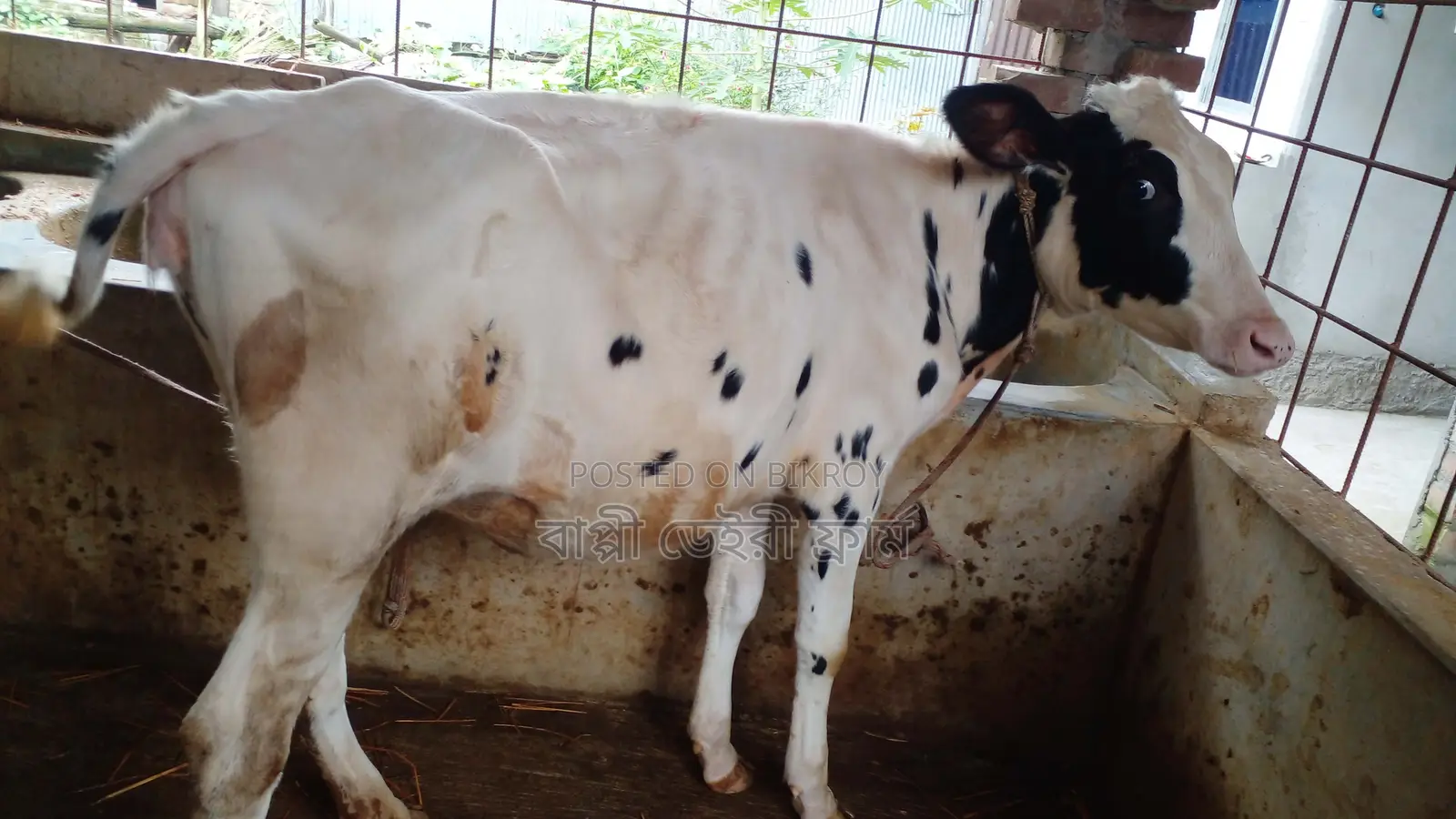 High-Quality Heifer No. 1037
