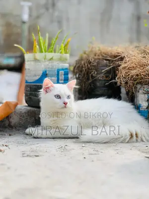 নীল চোখের পুরুষ বিড়াল