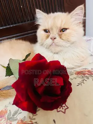 পার্সিয়ান গোল্ডেন কালার বিড়াল