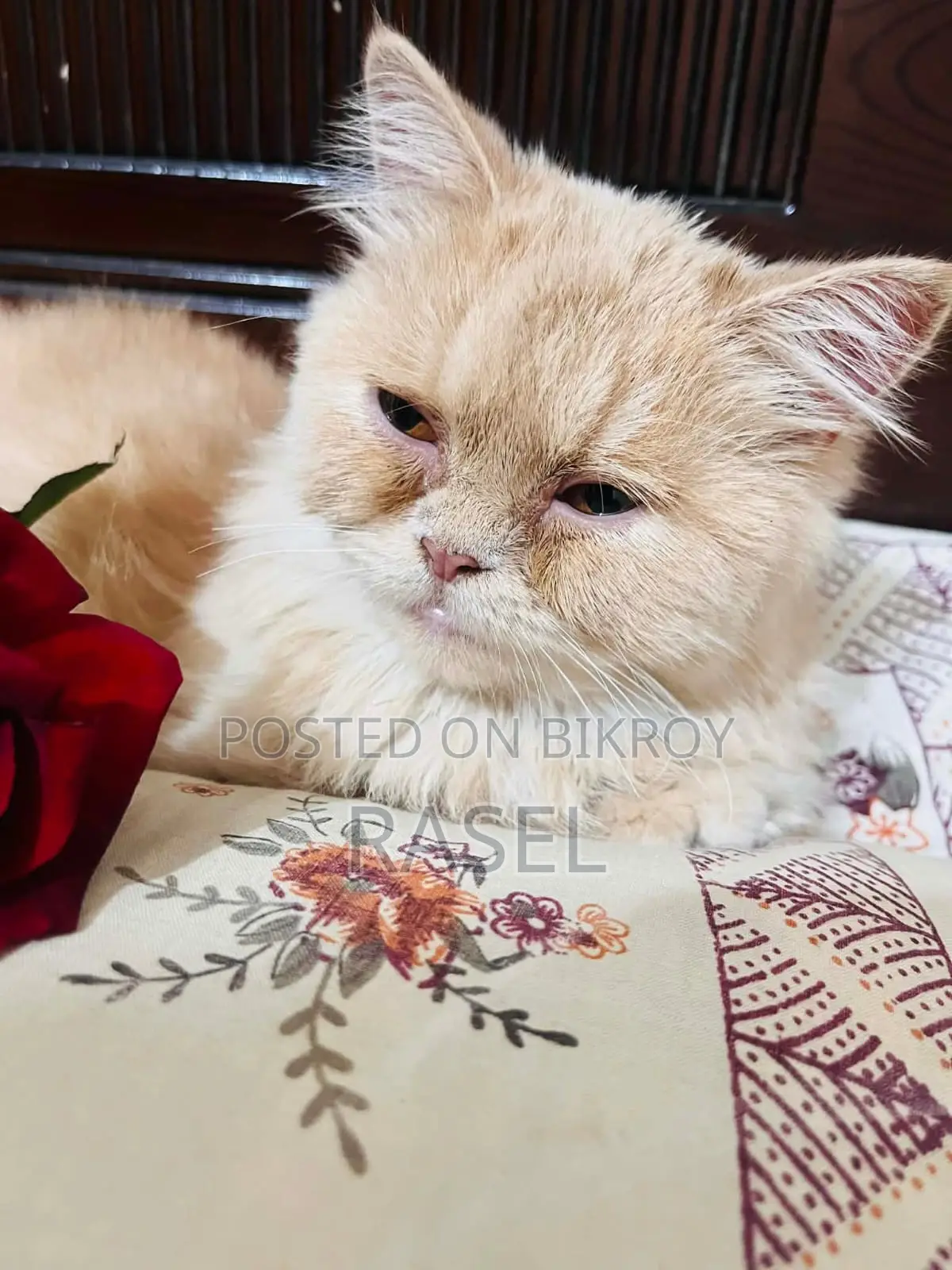 পার্সিয়ান গোল্ডেন কালার বিড়াল