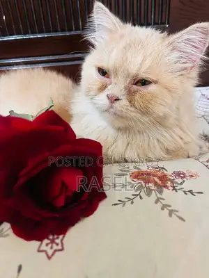 পার্সিয়ান গোল্ডেন কালার বিড়াল