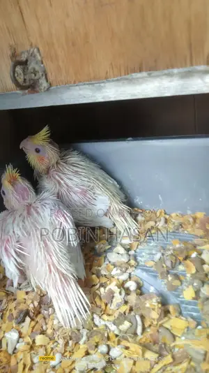 ককাটেল পাখি