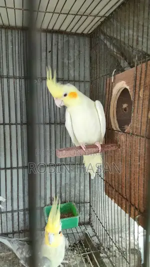 ককাটেল পাখি