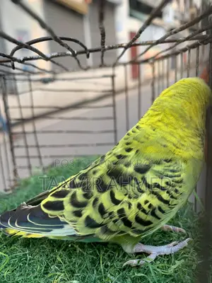 Bird For Sale