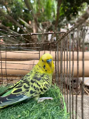 Bird For Sale