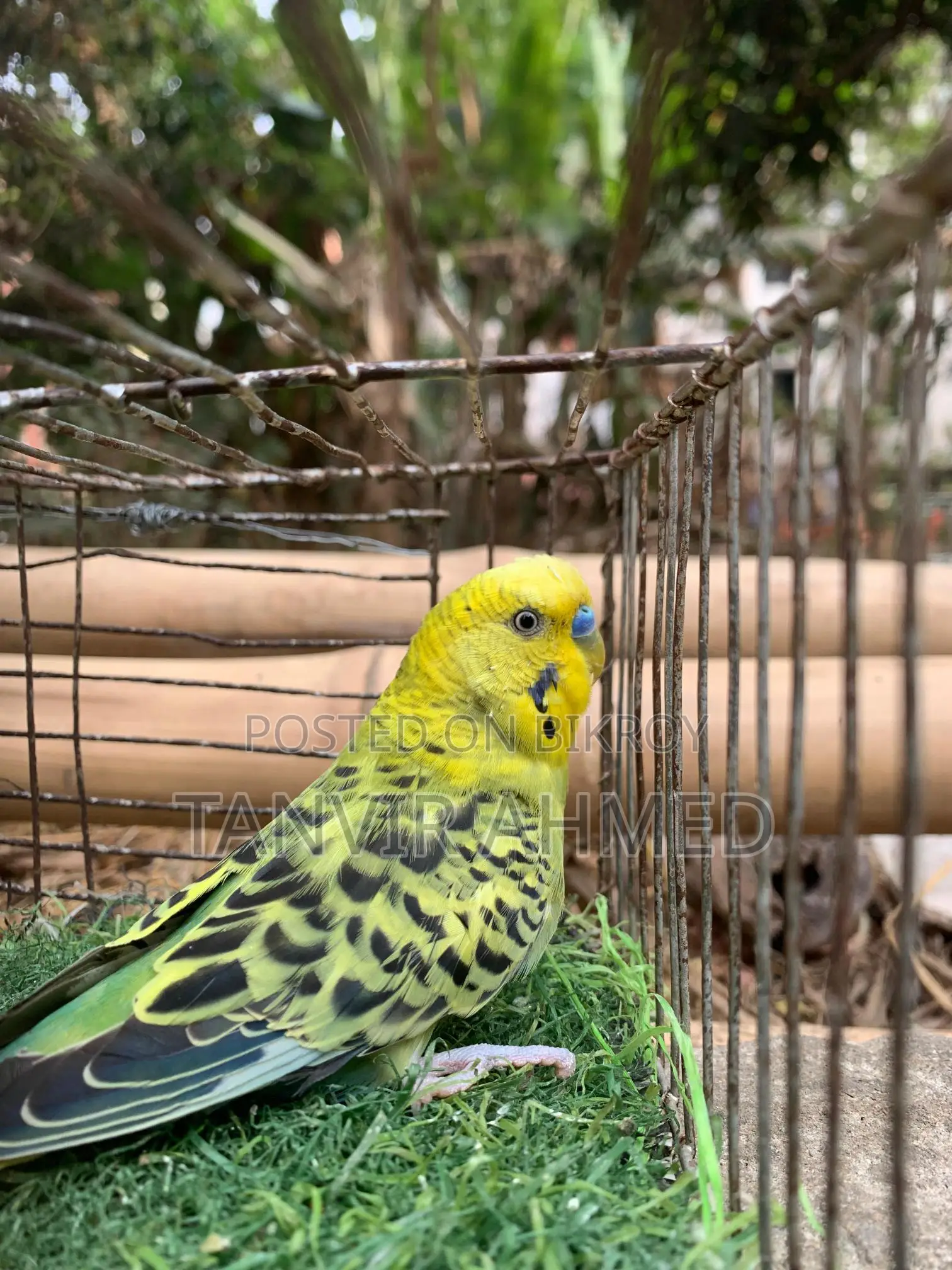 Bird For Sale