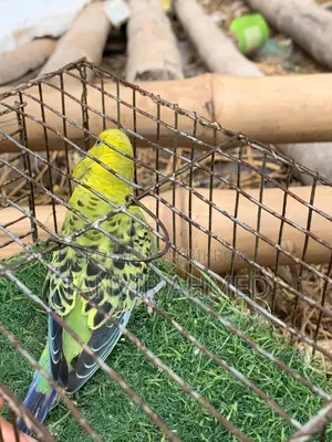 Bird For Sale
