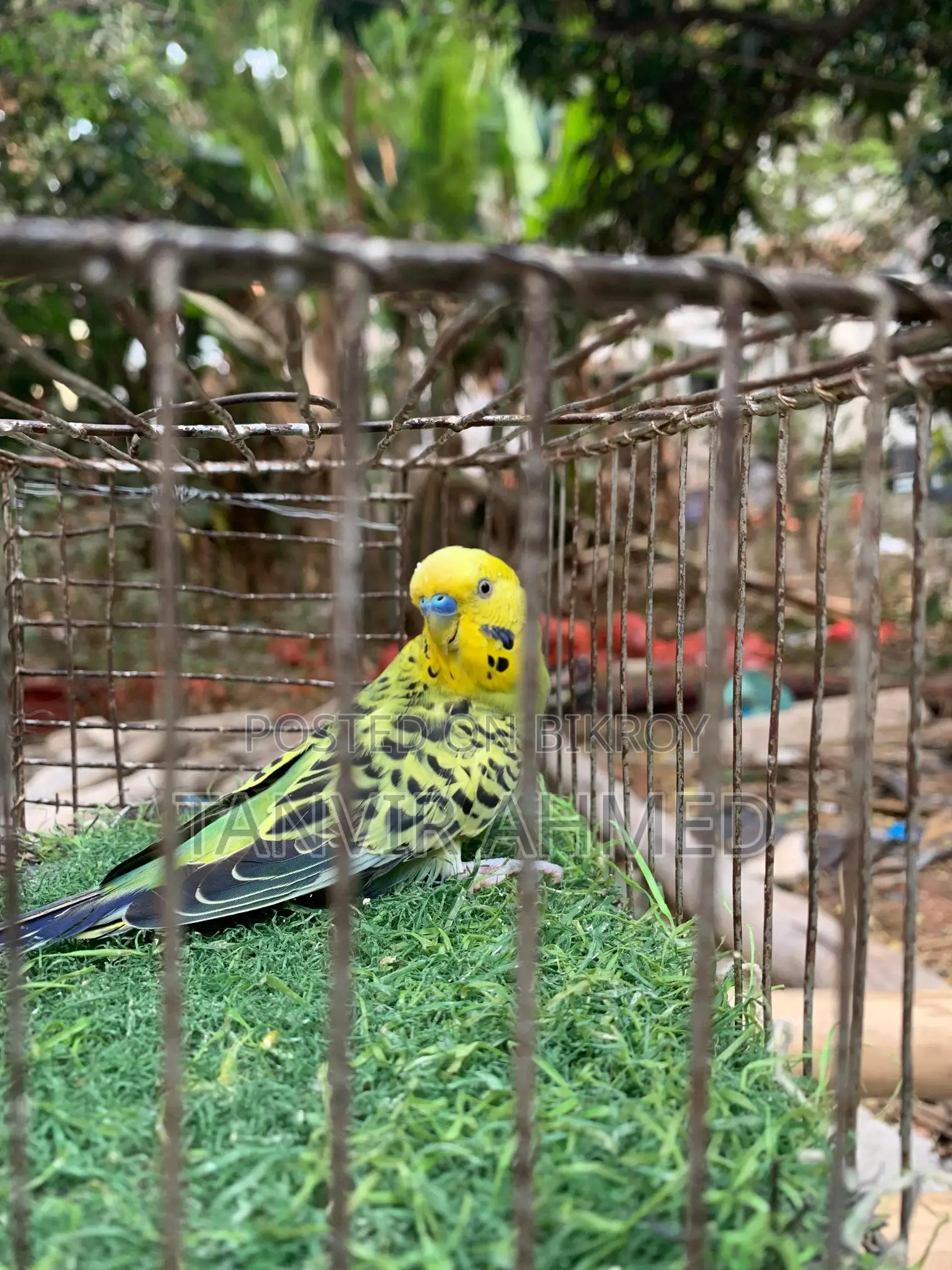 Bird For Sale