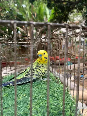 Bird For Sale