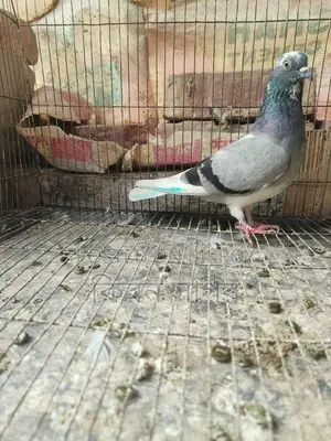 রাজশাহী গিরিবাজ ভালো জাতের মাদি