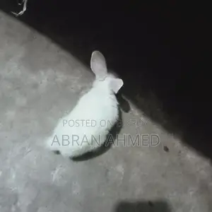 Rabbit For Sell
