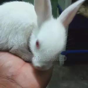 Rabbit For Sell