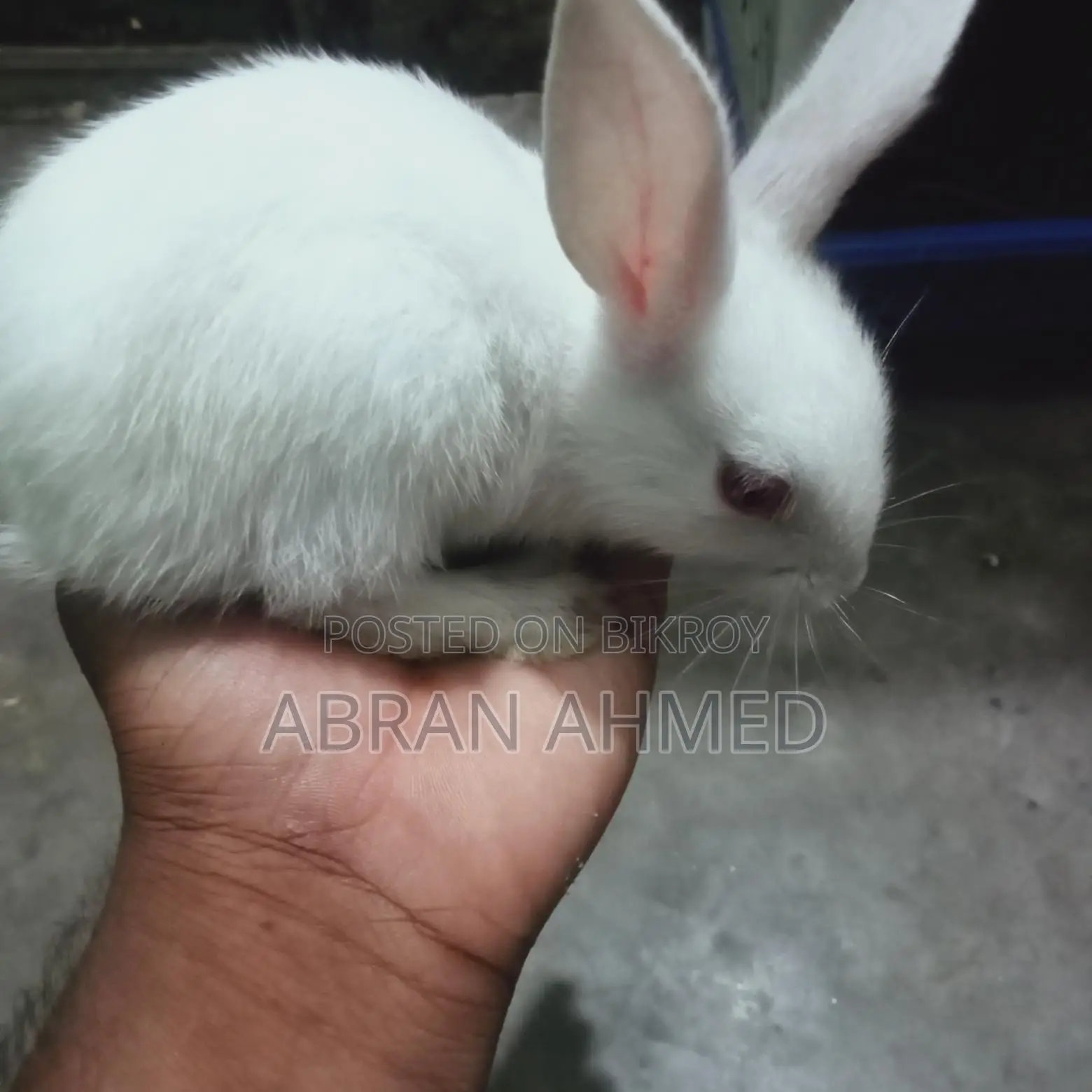 Rabbit For Sell