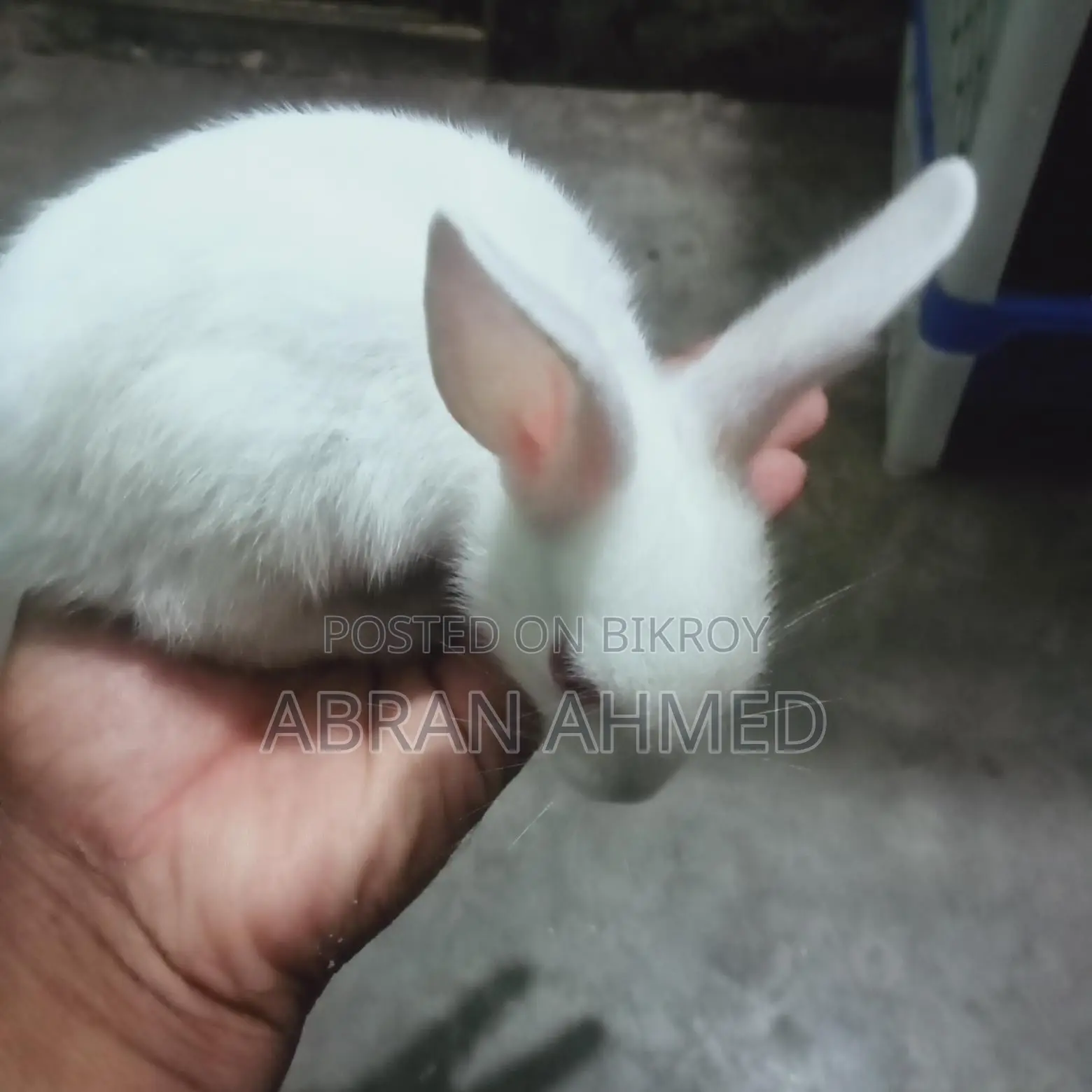 Rabbit For Sell