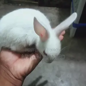 Rabbit For Sell
