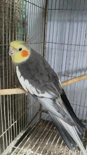 Lutino Face Grey Cockatiel Running Male