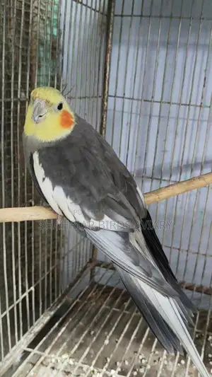 Lutino Face Grey Cockatiel Running Male