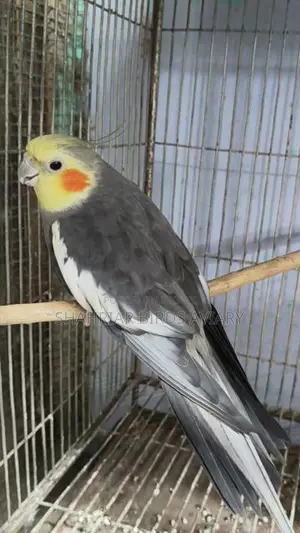Lutino Face Grey Cockatiel Running Male