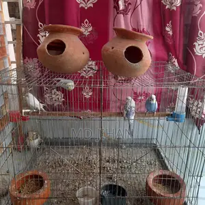 দুই জোরা পাখি বিক্রি করা