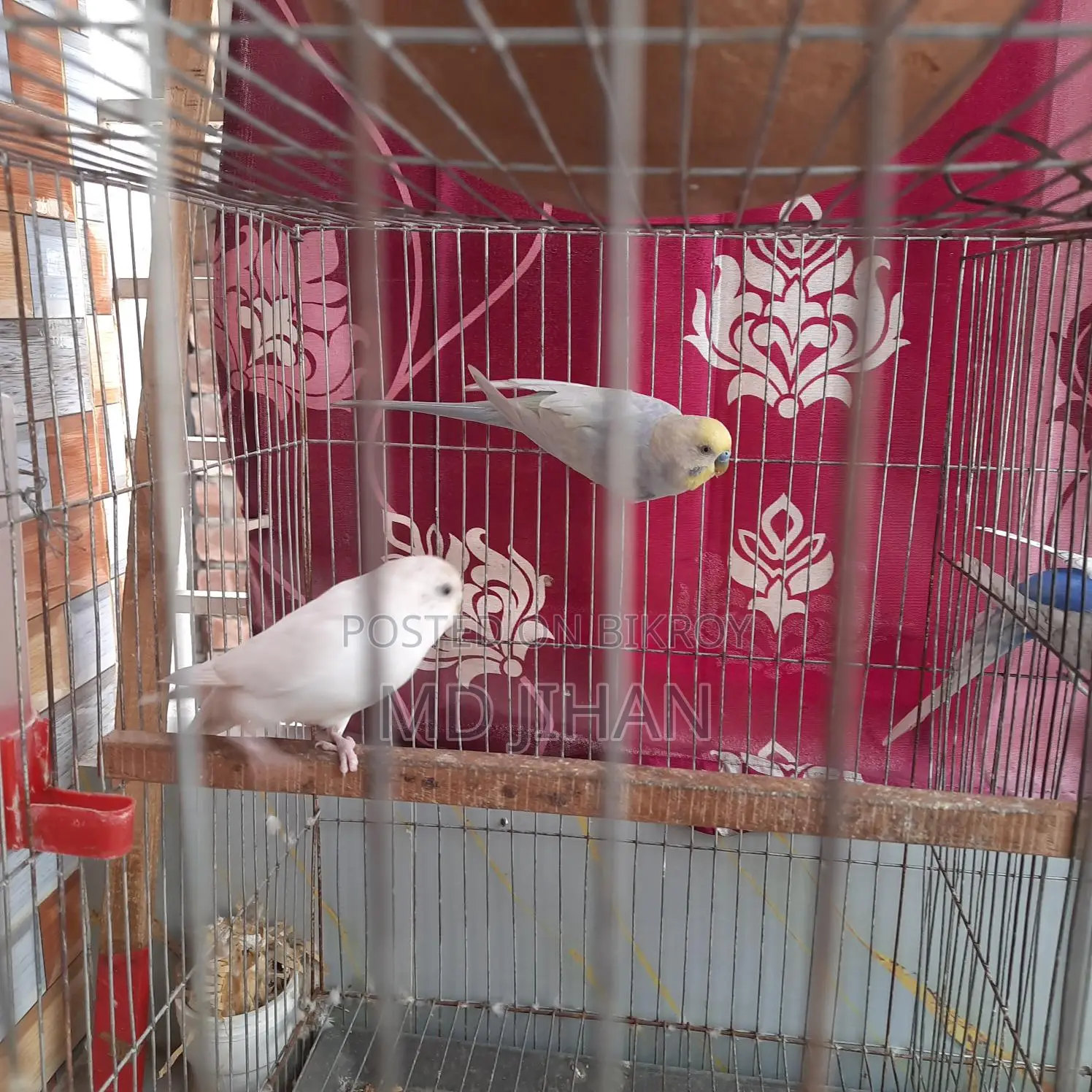 দুই জোরা পাখি বিক্রি করা