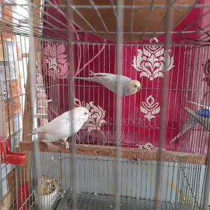 দুই জোরা পাখি বিক্রি করা