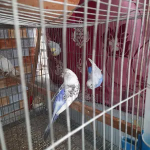 দুই জোরা পাখি বিক্রি করা