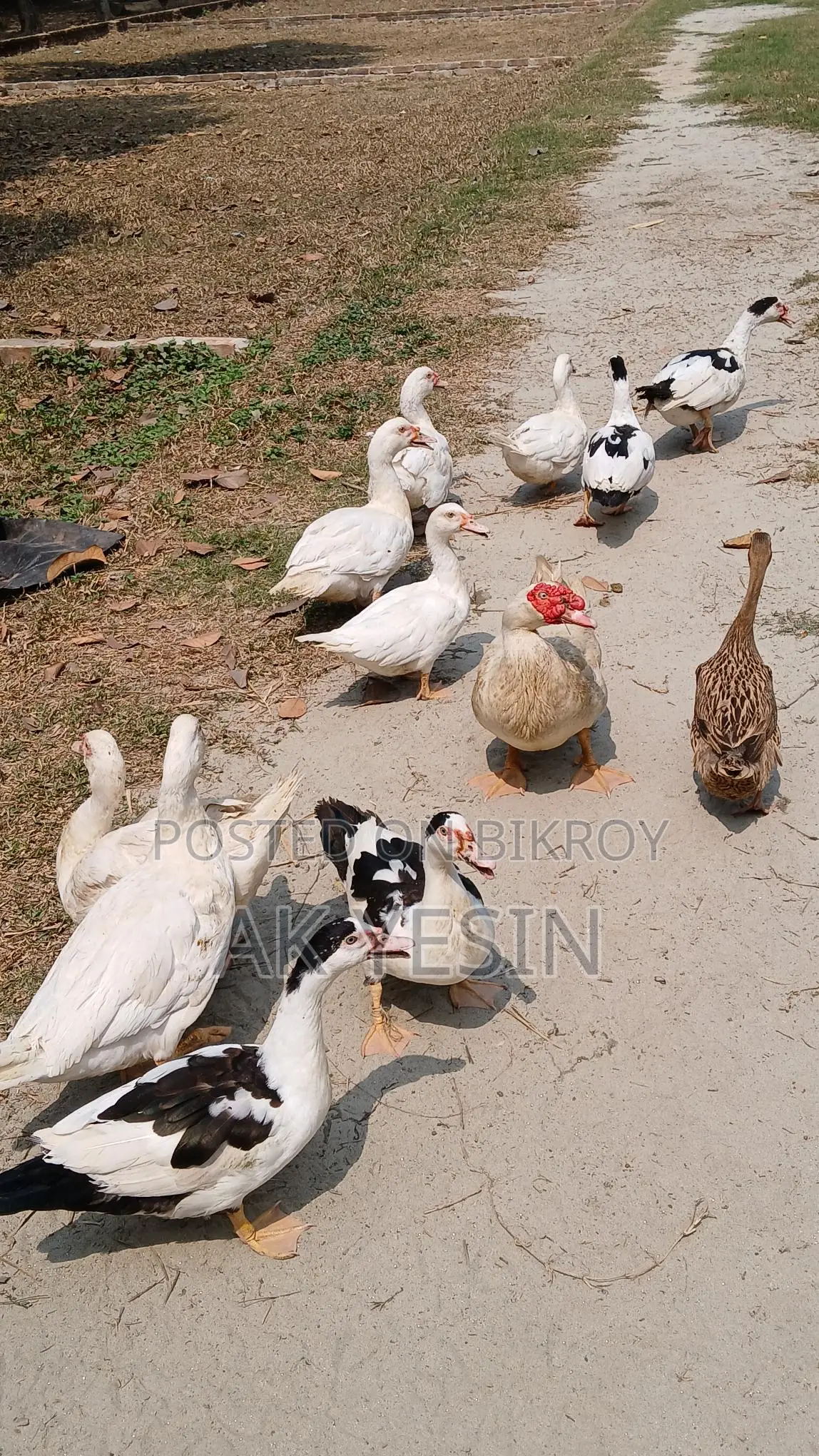 Chinese Ducks for Sale