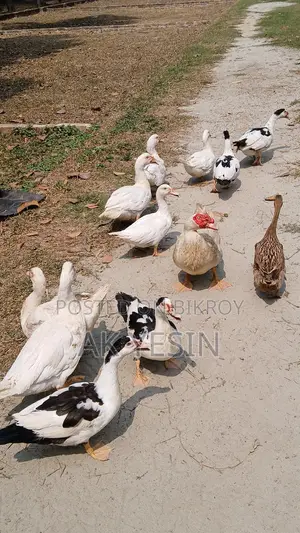 চিনা হাঁস বিক্রি করা হবে
