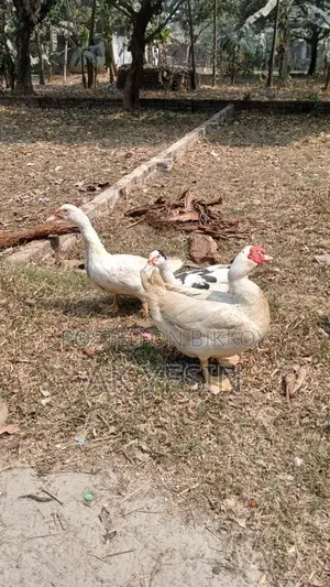 Chinese Ducks for Sale