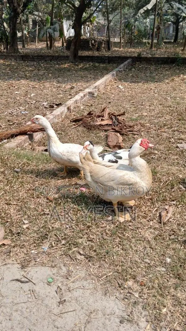Chinese Ducks for Sale