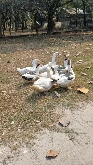 Chinese Ducks for Sale