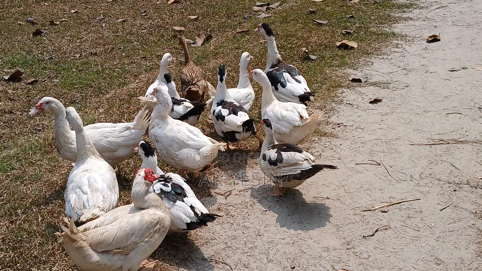 Chinese Ducks for Sale