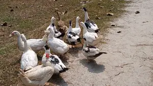 Chinese Ducks for Sale