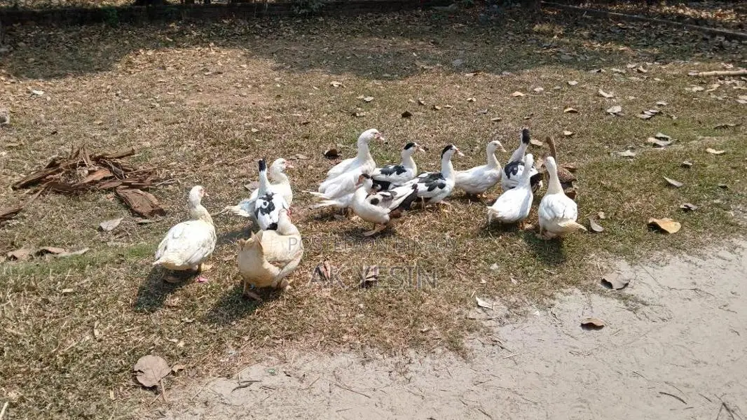 Chinese Ducks for Sale