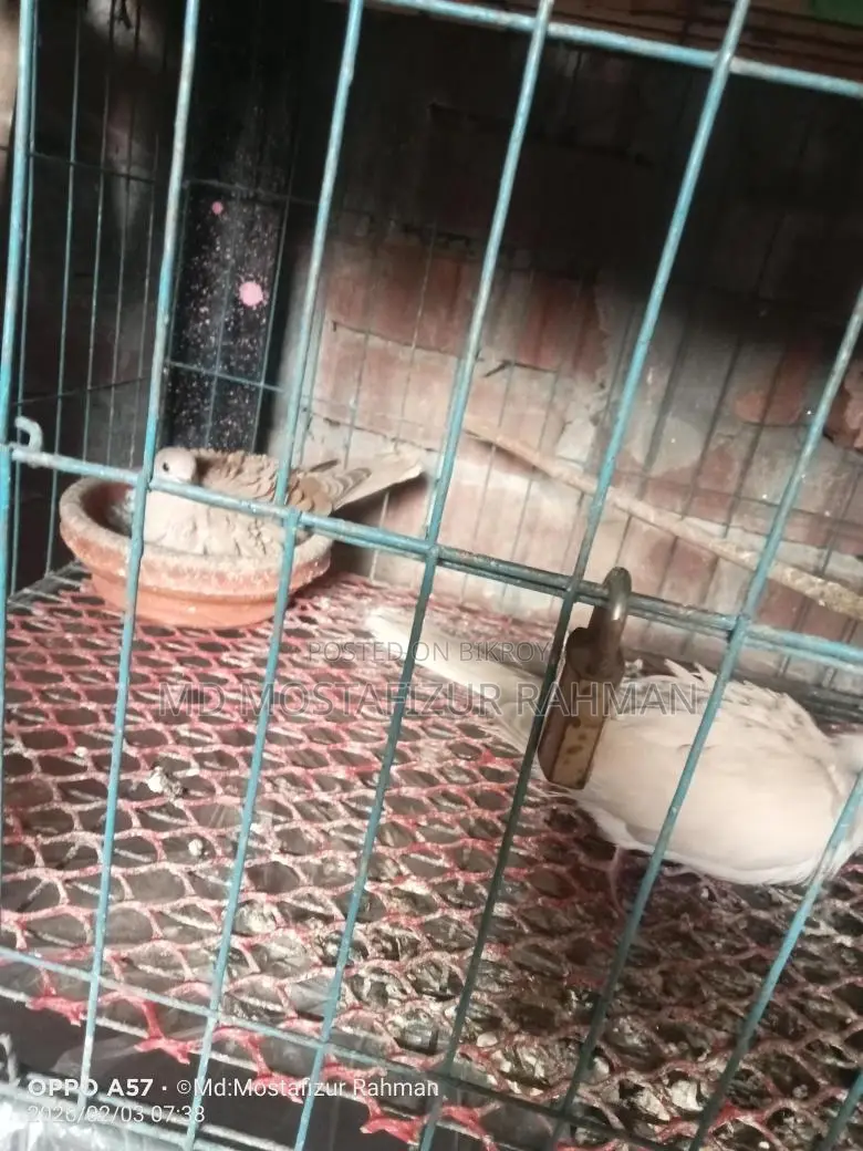 এক জুড়া রানিং ঘুঘু পাখি বিক্রি হবে