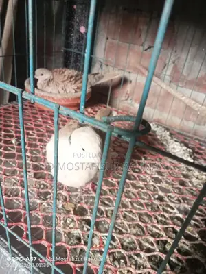এক জুড়া রানিং ঘুঘু পাখি বিক্রি হবে