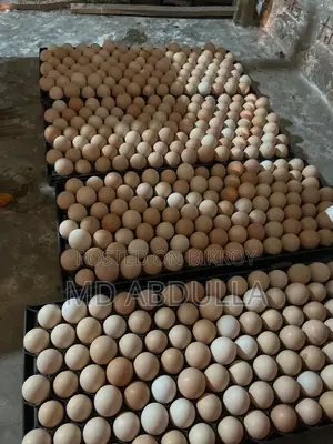 টাইগার মুরগির বীজ ডিম