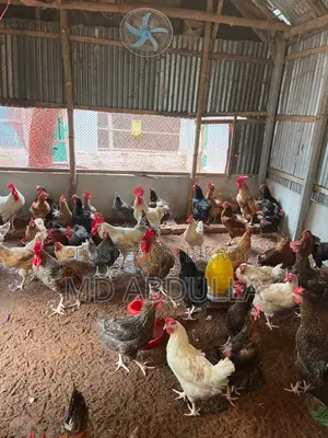 টাইগার মুরগির বীজ ডিম