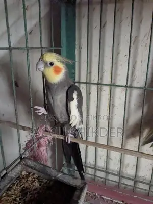 অ্যাডাল্ট কোকাটেল মেল