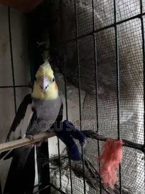 অ্যাডাল্ট কোকাটেল মেল