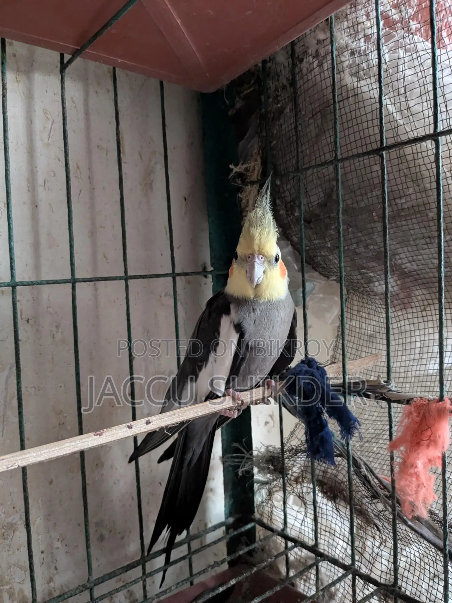অ্যাডাল্ট কোকাটেল মেল