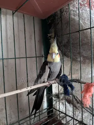 অ্যাডাল্ট কোকাটেল মেল