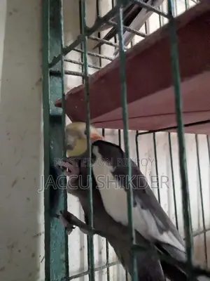 অ্যাডাল্ট কোকাটেল মেল