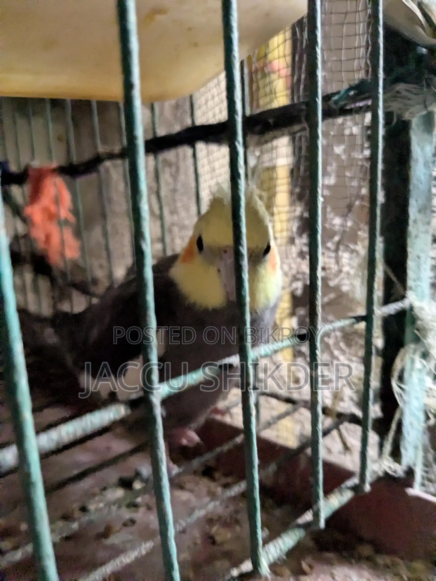 অ্যাডাল্ট কোকাটেল মেল