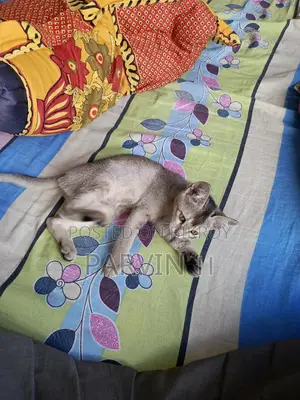 Cat Adoption
