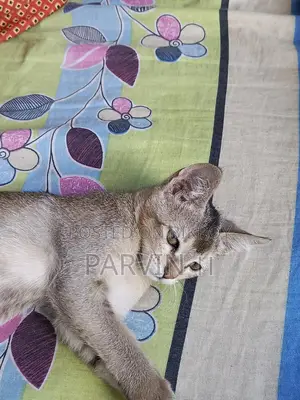 Cat Adoption