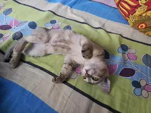 Cat Adoption