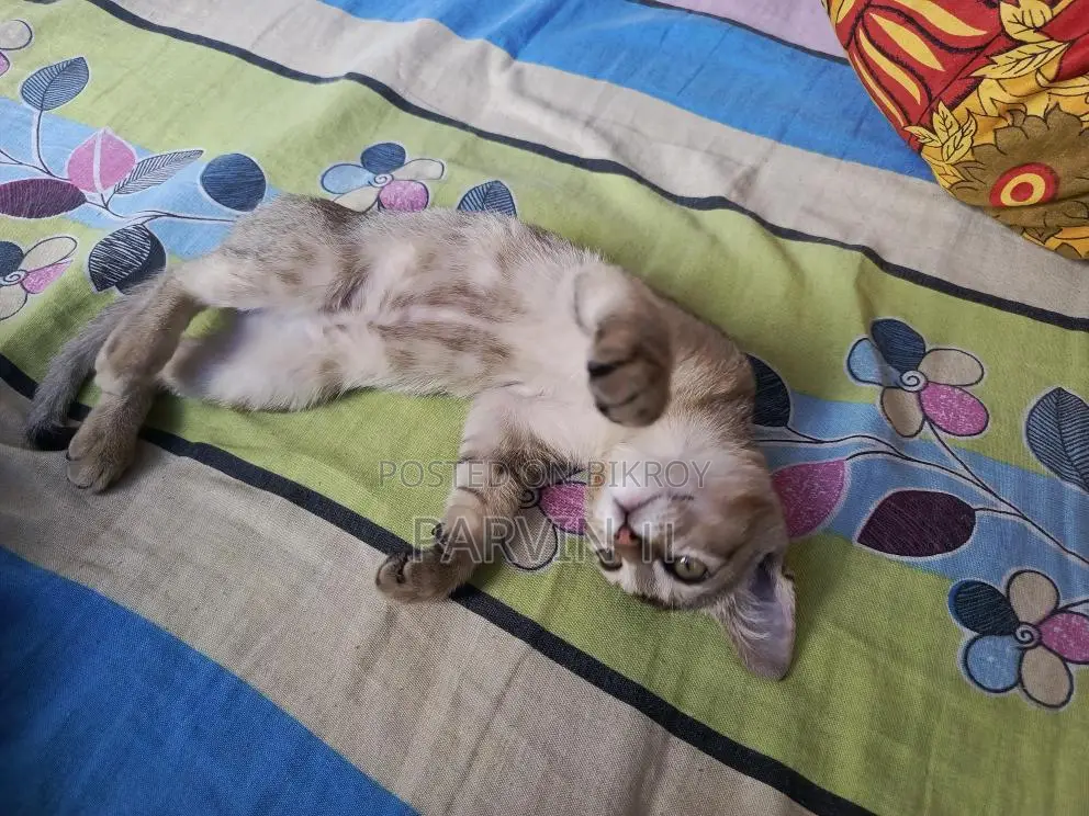 Cat Adoption