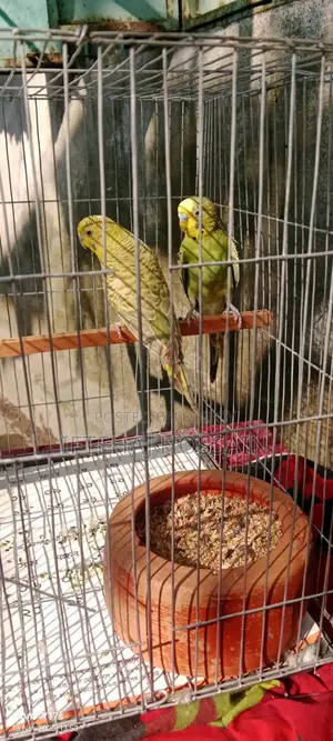 বাজিগার পাখি