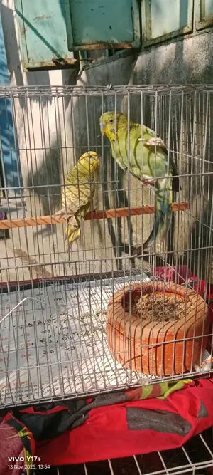 বাজিগার পাখি